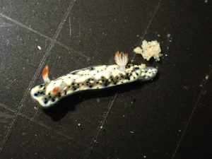  ( - SWTA261)  @11 [ ] by-sa  Unspecified Unspecified