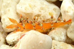  ( - SWTA267)  @11 [ ] by-sa  Unspecified Unspecified