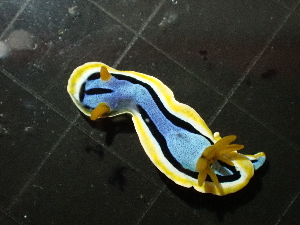  ( - SWTA268)  @11 [ ] by-sa  Unspecified Unspecified