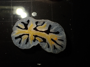  (Reticulidia fungia - SWTA270)  @11 [ ] by-sa  Unspecified Unspecified