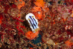  (Chromodoris magnifica - SWTA028)  @11 [ ] by-sa  Unspecified Unspecified