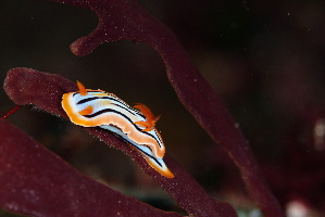  ( - SWTA029)  @11 [ ] by-sa  Unspecified Unspecified