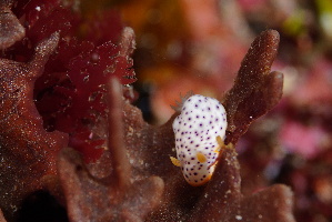  (Chromodoris aspersa - SWTA030)  @11 [ ] by-sa  Unspecified Unspecified