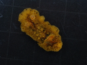  (Homoiodoris - SWTA335)  @11 [ ] by-sa  Unspecified Unspecified