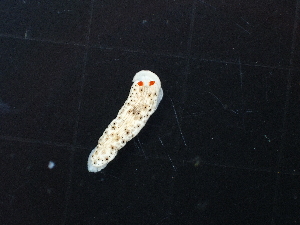  (Dermatobranchus otome - SWTA338)  @11 [ ] by-sa  Unspecified Unspecified