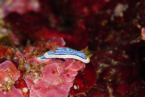  ( - SWTA035)  @11 [ ] by-sa  Unspecified Unspecified