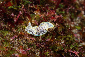  ( - SWTA037)  @11 [ ] by-sa  Unspecified Unspecified