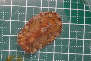  (Discodoris - SWTA058)  @11 [ ] by-sa  Unspecified Unspecified