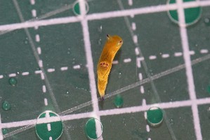  ( - SWTA066)  @11 [ ] by-sa  Unspecified Unspecified