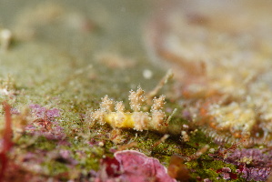  (Doto pita - SWTA068)  @11 [ ] by-sa  Unspecified Unspecified