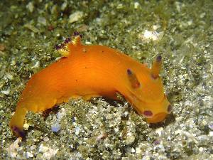  ( - SWYI020)  @11 [ ] CreativeCommons - Attribution Share-Alike (2025) Unspecified Chiba University