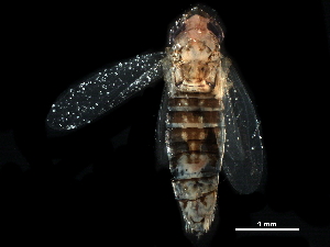  ( - BIOUG09032-A09)  @11 [ ] CreativeCommons - Attribution (2017) CBG Photography Group Centre for Biodiversity Genomics