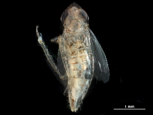  ( - BIOUG09032-B12)  @11 [ ] CreativeCommons - Attribution (2017) CBG Photography Group Centre for Biodiversity Genomics
