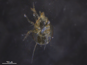  ( - BIOUG09215-D04)  @11 [ ] CreativeCommons - Attribution (2019) CBG Photography Group Centre for Biodiversity Genomics