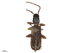  ( - BIOUG04808-A11)  @11 [ ] CreativeCommons - Attribution Share - Alike (2025) CBG Photography Group Centre for Biodiversity Genomics