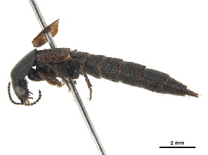  ( - BIOUG04808-D04)  @11 [ ] CreativeCommons - Attribution (2018) CBG Photography Group Centre for Biodiversity Genomics