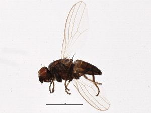  (Leucopis atrifacies - BIOUG04866-E05)  @12 [ ] CreativeCommons - Attribution (2014) CBG Photography Group Centre for Biodiversity Genomics