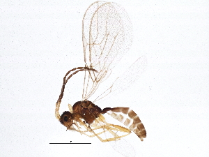  ( - BIOUG04744-G06)  @13 [ ] CreativeCommons - Attribution (2014) CBG Photography Group Centre for Biodiversity Genomics