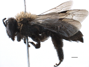  (Andrena cleodora - BIOUG04934-C01)  @14 [ ] CC-0 (2014) CBG Photography Group Centre for Biodiversity Genomics