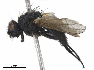  ( - BIOUG05064-D12)  @12 [ ] CreativeCommons - Attribution (2019) CBG Photography Group Centre for Biodiversity Genomics