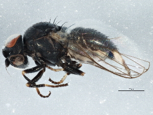  (Leucopis ocellaris group sp.1 AGT - BIOUG05471-D12)  @14 [ ] CreativeCommons - Attribution (2014) CBG Photography Group Centre for Biodiversity Genomics