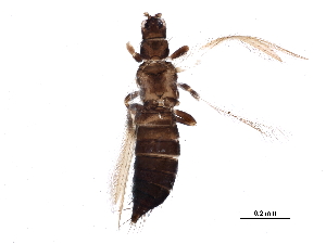  (Frankliniella occidentalis - BIOUG06380-G12)  @15 [ ] CreativeCommons - Attribution (2015) CBG Photography Group Centre for Biodiversity Genomics