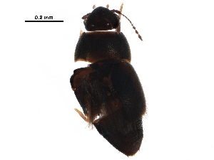  ( - BIOUG06433-A04)  @12 [ ] CreativeCommons - Attribution (2017) CBG Photography Group Centre for Biodiversity Genomics