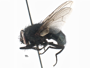 ( - BIOUG06465-A01)  @13 [ ] CreativeCommons - Attribution (2014) CBG Photography Group Centre for Biodiversity Genomics