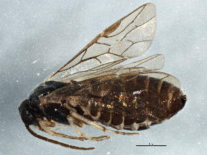  ( - BIOUG06368-G04)  @12 [ ] CreativeCommons - Attribution (2014) CBG Photography Group Centre for Biodiversity Genomics