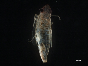  ( - BIOUG06929-B06)  @11 [ ] CreativeCommons - Attribution (2017) CBG Photography Group Centre for Biodiversity Genomics