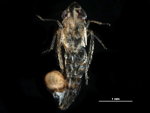  ( - BIOUG08916-D12)  @11 [ ] CreativeCommons - Attribution (2018) CBG Photography Group Centre for Biodiversity Genomics