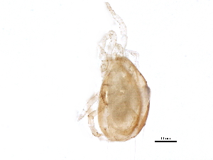  (Amblyseius sp. JCS18 - BIOUG09080-E06)  @13 [ ] CreativeCommons - Attribution (2014) CBG Photography Group Centre for Biodiversity Genomics