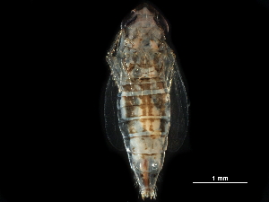  ( - BIOUG09128-F03)  @11 [ ] CreativeCommons - Attribution (2017) CBG Photography Group Centre for Biodiversity Genomics