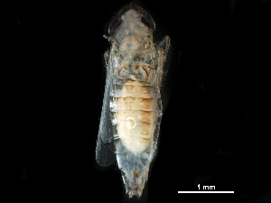  ( - BIOUG09161-E05)  @11 [ ] CreativeCommons - Attribution (2017) CBG Photography Group Centre for Biodiversity Genomics