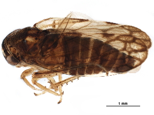  ( - BIOUG09214-F06)  @11 [ ] CreativeCommons - Attribution (2017) CBG Photography Group Centre for Biodiversity Genomics