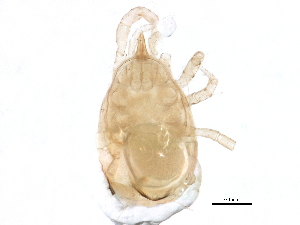 (Chelaseius floridanus - BIOUG09469-E02)  @12 [ ] CreativeCommons - Attribution (2014) CBG Photography Group Centre for Biodiversity Genomics