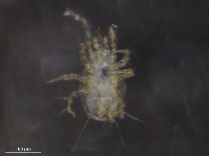  ( - BIOUG09470-D02)  @11 [ ] CreativeCommons - Attribution (2019) CBG Photography Group Centre for Biodiversity Genomics