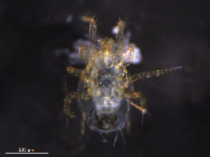  ( - BIOUG09500-A01)  @11 [ ] CreativeCommons - Attribution (2019) CBG Photography Group Centre for Biodiversity Genomics