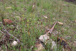  (Stackhousia monogyna - CCDB-44151-H01)  @11 [ ] by-nc (2023) Justin Holder Flinders University