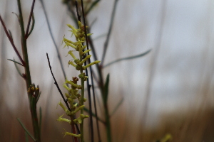  (Stackhousia muricata - CCDB-44151-E12)  @11 [ ] by-nc (2023) Justin Holder Flinders University