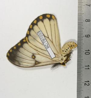  ( - BC-TB1030)  @13 [ ] Copyright (2010) Thierry Bouyer Research Collection of Thierry Bouyer