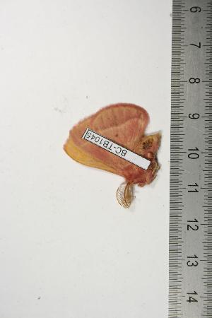  ( - BC-TB1045)  @13 [ ] Copyright (2010) Thierry Bouyer Research Collection of Thierry Bouyer