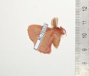  ( - BC-TB0523)  @13 [ ] Copyright (2010) Thierry Bouyer Research Collection of Thierry Bouyer