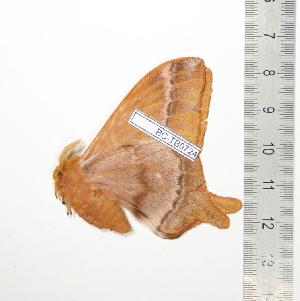  ( - BC-TB0724)  @12 [ ] Copyright (2010) Thierry Bouyer Research Collection of Thierry Bouyer