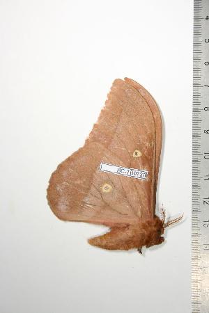  ( - BC-TB0730)  @12 [ ] Copyright (2010) Thierry Bouyer Research Collection of Thierry Bouyer