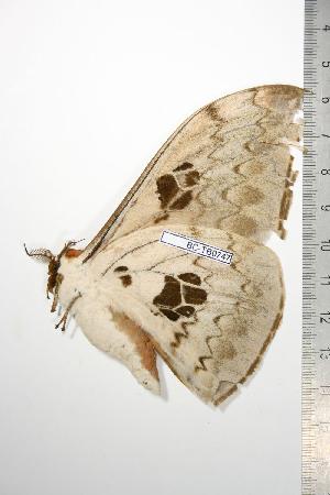  ( - BC-TB0747)  @13 [ ] Copyright (2010) Thierry Bouyer Research Collection of Thierry Bouyer
