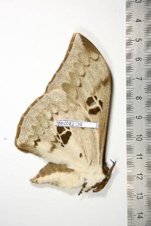  ( - BC-TB0749)  @13 [ ] Copyright (2010) Thierry Bouyer Research Collection of Thierry Bouyer