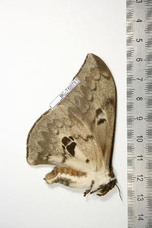  ( - BC-TB0751)  @13 [ ] Copyright (2010) Thierry Bouyer Research Collection of Thierry Bouyer