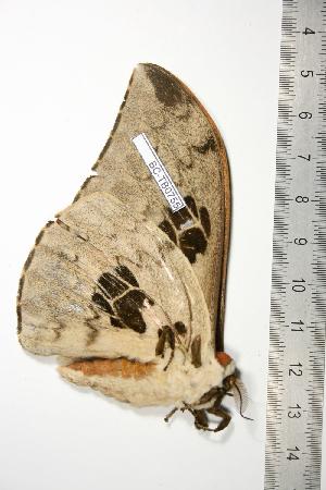  ( - BC-TB0755)  @13 [ ] Copyright (2010) Thierry Bouyer Research Collection of Thierry Bouyer