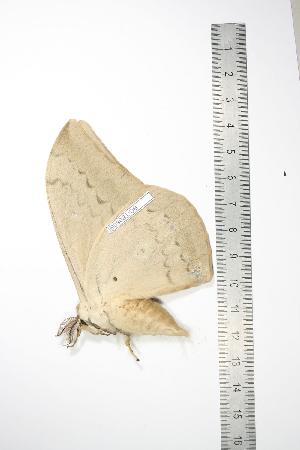  ( - BC-TB0805)  @12 [ ] Copyright (2010) Thierry Bouyer Research Collection of Thierry Bouyer